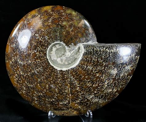 polished fossils for sale.